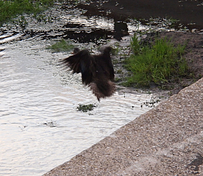 [One mallard just went off the edge of the pavement and has its wings partially spread in flight.]